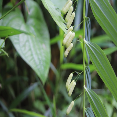 ナルコユリの花