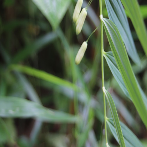 ナルコユリの花