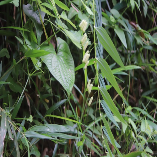 ナルコユリの全体像