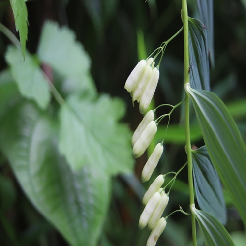 ナルコユリの花