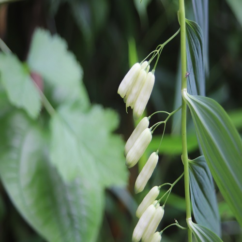 ナルコユリの花