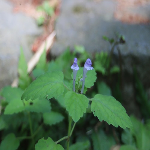 オカタツナミソウの花