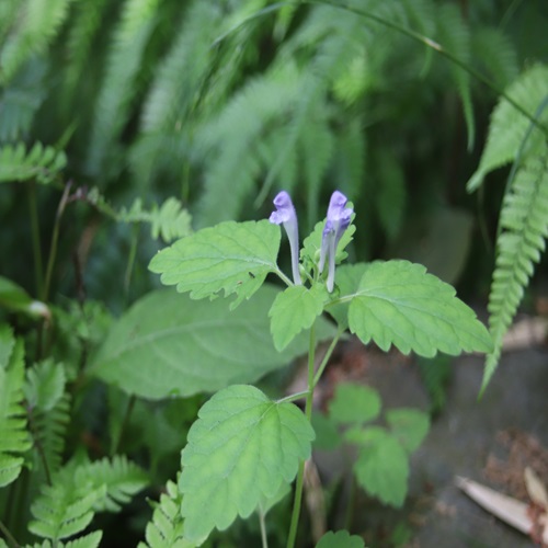 オカタツナミソウの花