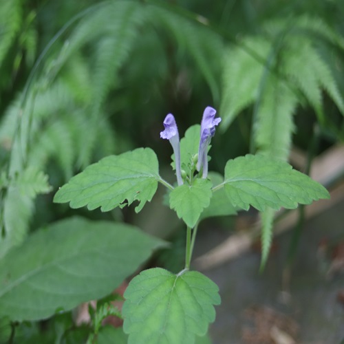 オカタツナミソウの花