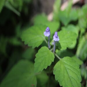 オカタツナミソウの花
