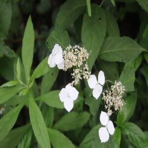 ヤマアジサイの花