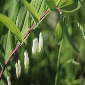 アマドコロの花