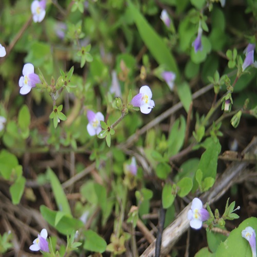 トキワハゼの花