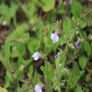 トキワハゼの花
