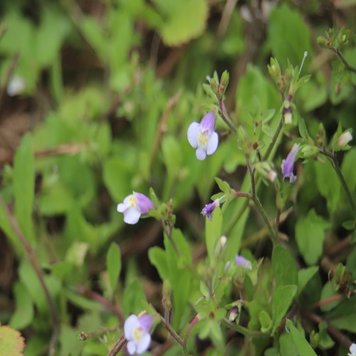 トキワハゼの花