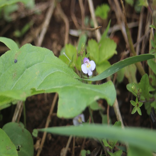 トキワハゼの花