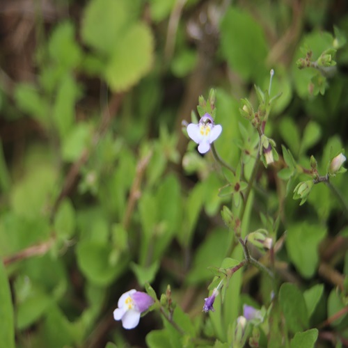 トキワハゼの花