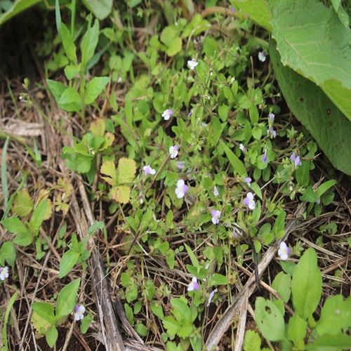 トキワハゼの花の群生