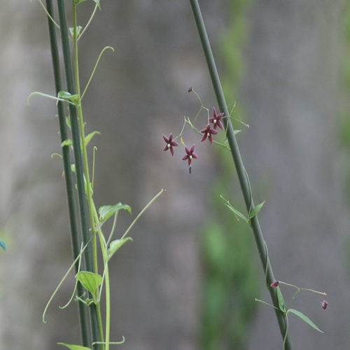 クサナギオゴケの花