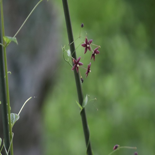 クサナギオゴケの花