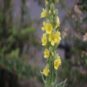 ビロードモウズイカの花