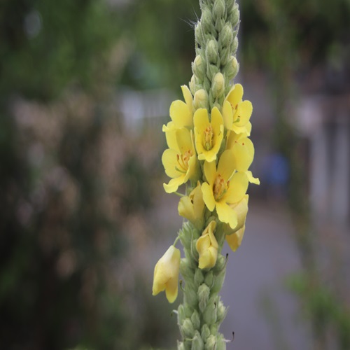 ビロードモウズイカの花