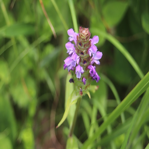 ウツボグサの花