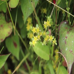 コモチマンネングサの花