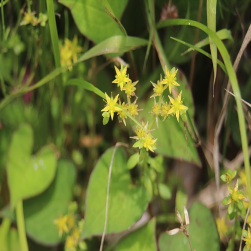 コモチマンネングサの花