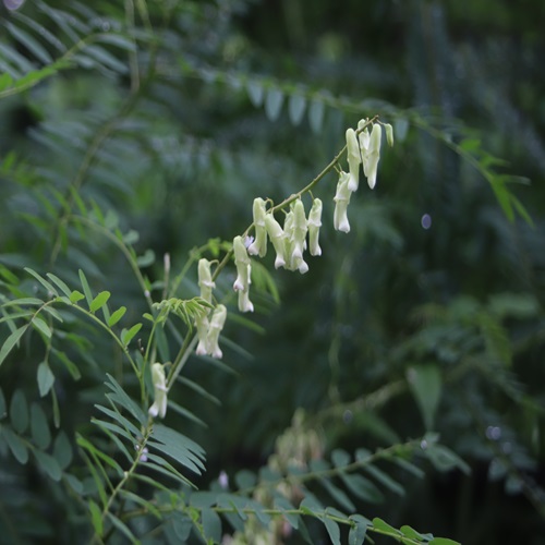 クララの花