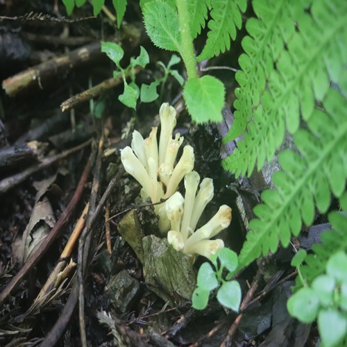 キヨスミウツボの花