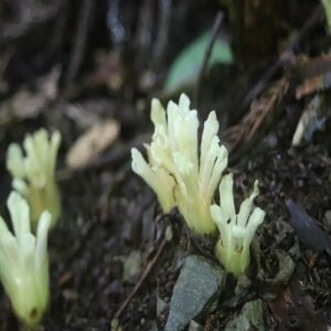 キヨスミウツボの花