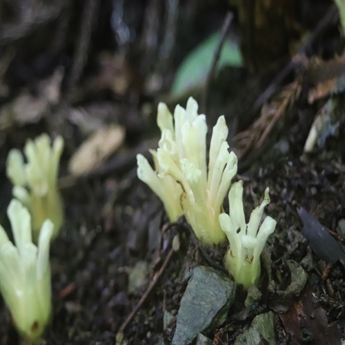 キヨスミウツボの花