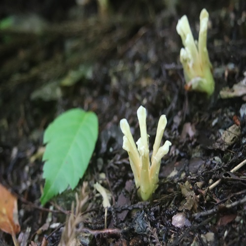 キヨスミウツボの花