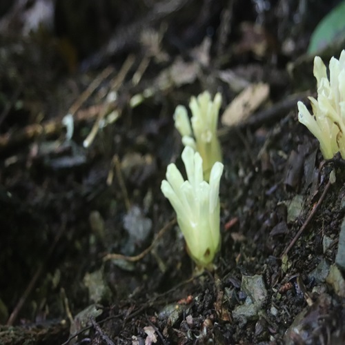 キヨスミウツボの花