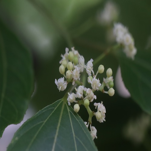 ケンポナシの花