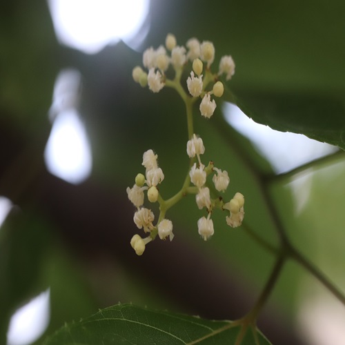 ケンポナシの花