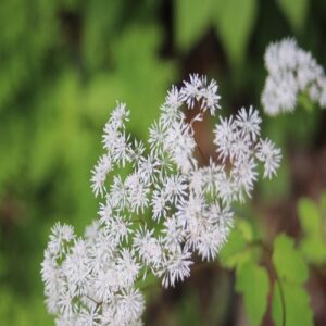 ミヤマカラマツの花