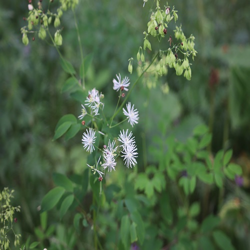 カラマツソウの花