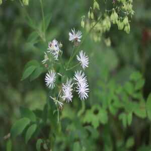 カラマツソウの花