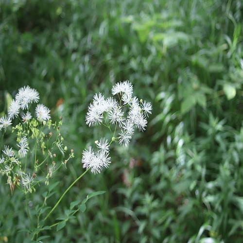 カラマツソウの花