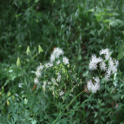カラマツソウの花