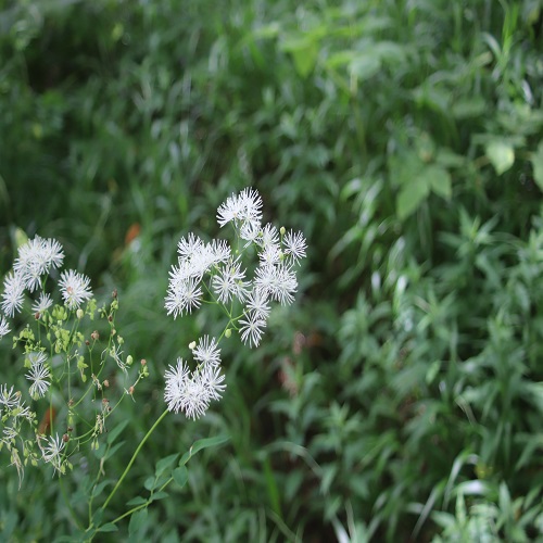 カラマツソウの花