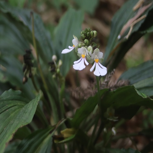 ダルマエビネの花