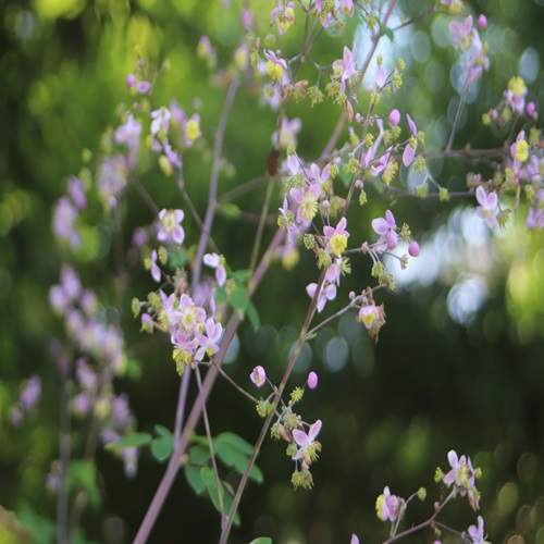 シキンカラマツの花