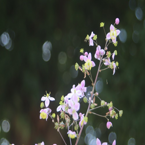 シキンカラマツの花