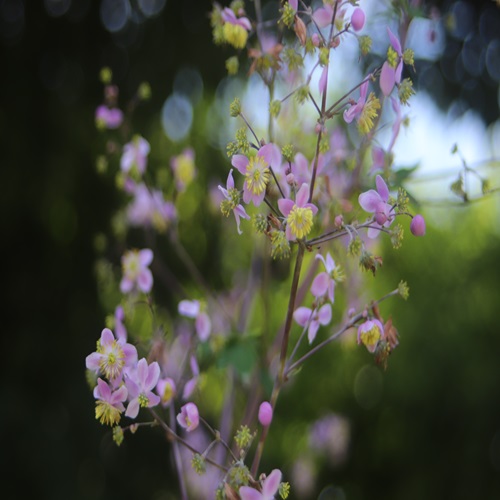シキンカラマツの花