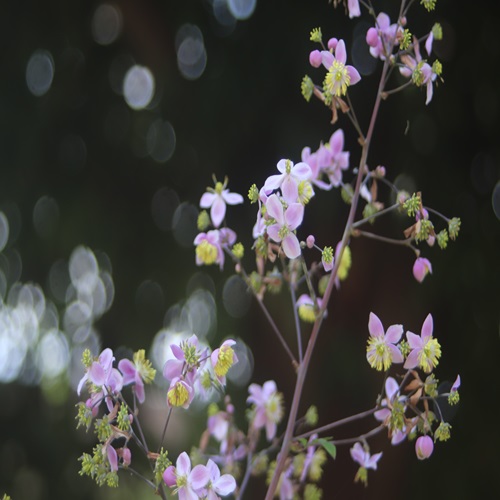シキンカラマツの花