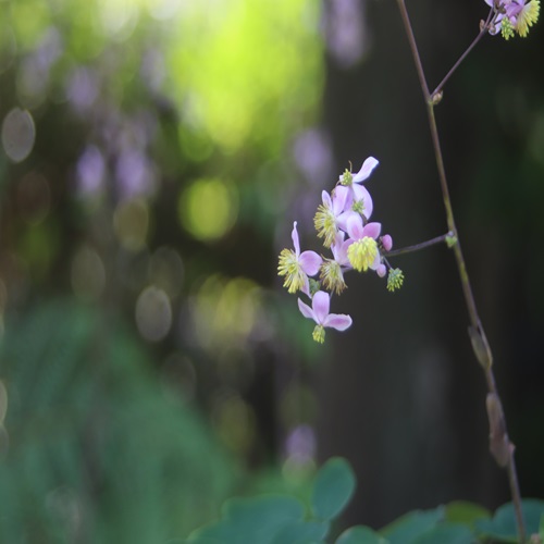 シキンカラマツの花
