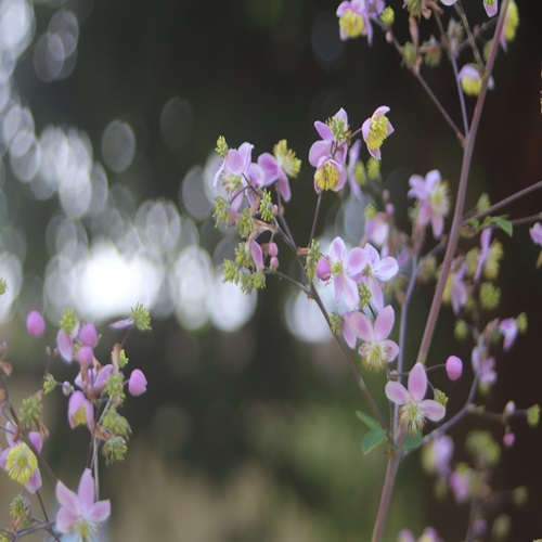 シキンカラマツの花