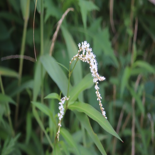 シロバナサクラタデの花
