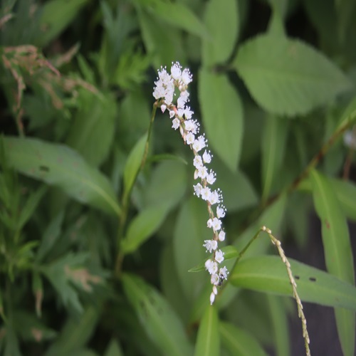 シロバナサクラタデの花
