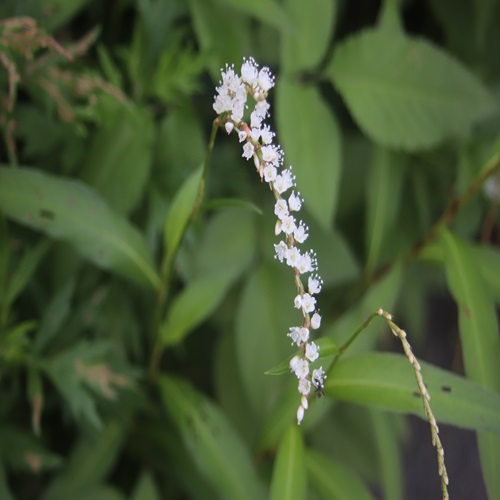 シロバナサクラタデの花