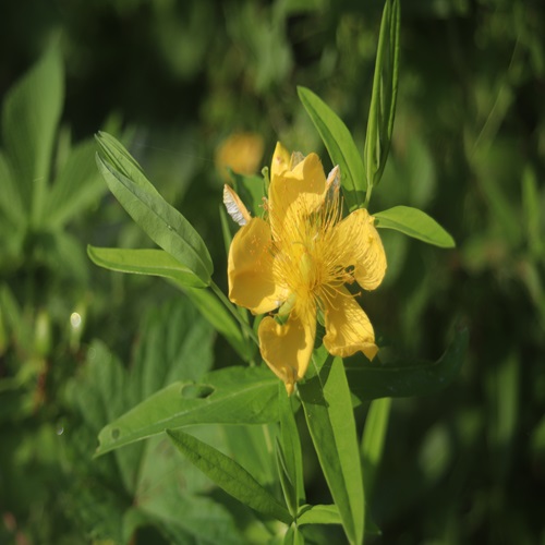 トモエソウの花
