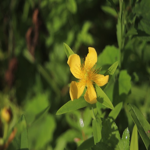 トモエソウの花